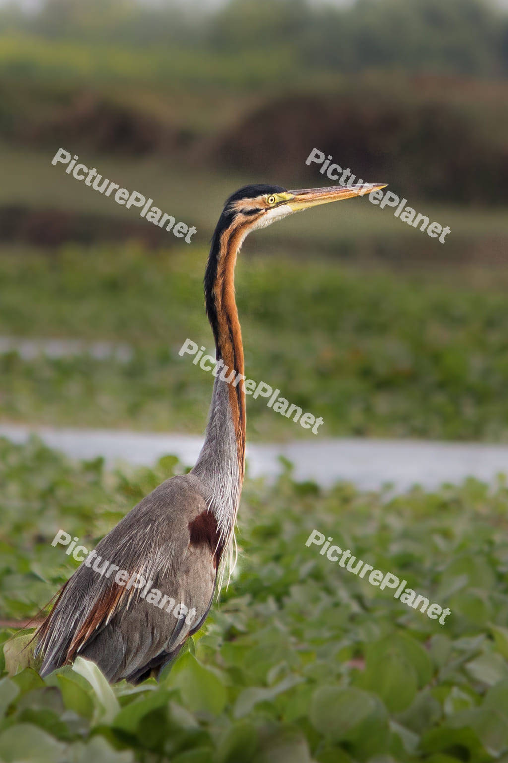 Great blue heron flying